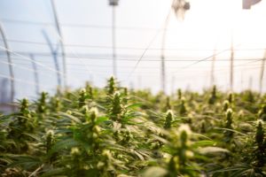 Growing marijuana podcast