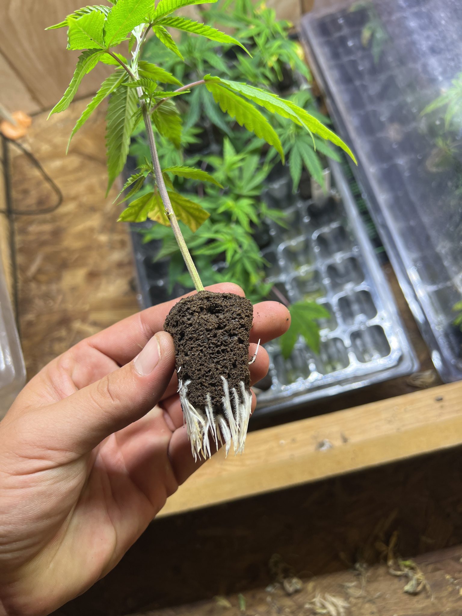 The Anatomy Of Cannabis - GrowCast